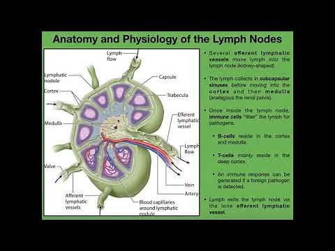 Anatomy & Physiology of Lymph Nodes