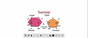 SOLVED:Draw the structure of sucrose. Label the glucose and fructose rings in this disaccharide.