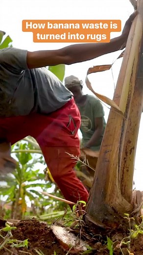 Bananas are the world's most wasted crop, but this Uganda company is creating ways for change. #BusinessInsider #waste #bananas #Uganda #recycle | Business Insider