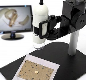 Common museum pest identification and trap selection