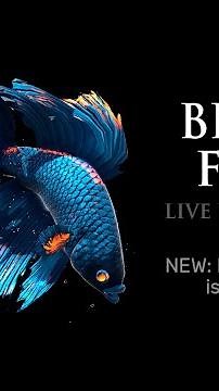 Betta Fish Live Wallpaper FREE v1.0