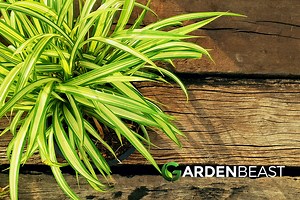 Screw Pine Guide: How to Grow & Care for “Pandanus Veitchii”