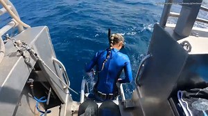 ‘JAWS’-DROPPINGLY CLOSE: Diver nearly lands in tiger shark’s wide-open mouth. https://fxn.ws/3h9Z7WZ | Fox News