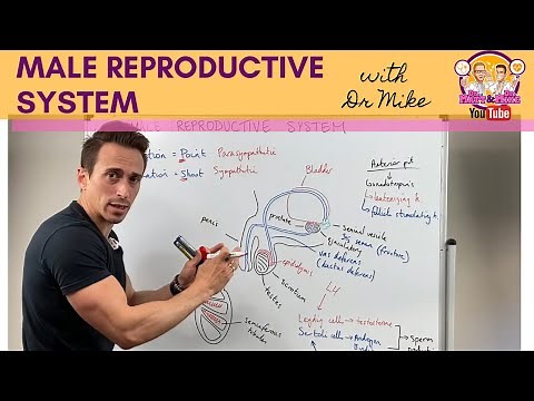 Male Reproductive System