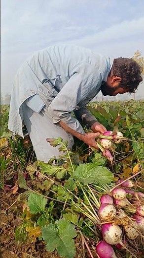 How to Grow Lots of Turnips from Seed to Harvest