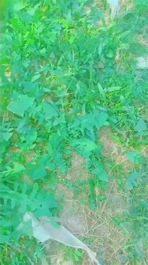 Top 10 Benefits of Gardening 🌿 | Healthy Mind & Body