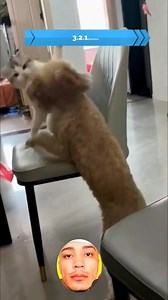 12K views · 563 reactions | Meu cachorro é uma graça | Dinho Lira | Facebook