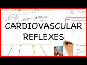 CARDIOVASCULAR REFLEXES -PHYSIOLOGY SERIES