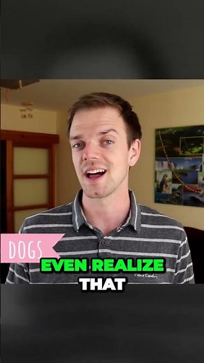 Whippet Dog Breed - Interesting Facts