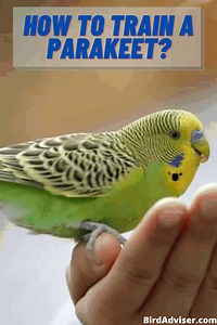 How to Train a Parakeet? (Parakeet Training) (2025)