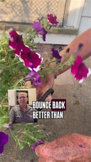 How to Care for Petunias in Late Summer