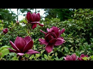 11 Best Types of Pink Magnolia Tree Flower Varieties