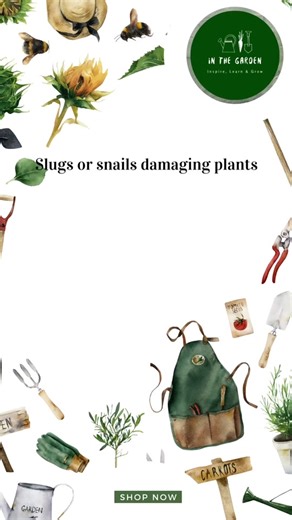 🌿🍺 👇🏻DIY Snail and Slug Beer Trap 👇🏻🌿🍺 Items needed: 1. Shallow containers (such as pie plates or yogurt containers) 2. Beer (cheap beer works best) 3. Scissors or utility knife 4. Soil or rocks Step-by-step guide: 1. Cut a small entrance hole near the rim of the container. 2. Fill the container halfway with beer. 3. Place the container in the soil of your garden, making sure the entrance hole is at ground level. 4. Ensure the rim of the container is slightly above the soil level to prev