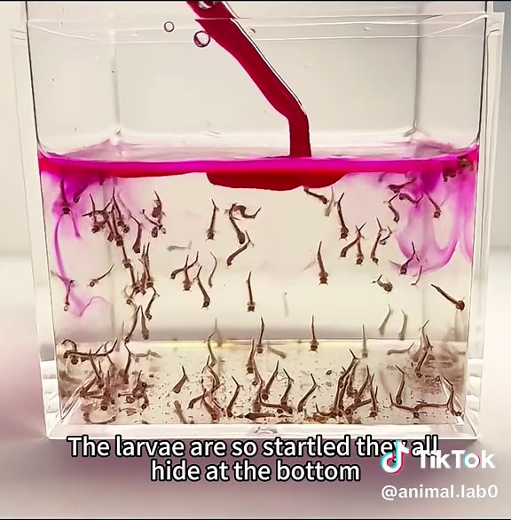 #fyp #usa #mosquito #bee #film | mosquito