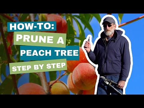 How to Prune a Peach Tree- Easy Steps for Open Center Pruning