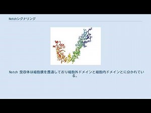 Notchシグナリング