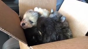 179K views · 10K reactions | Cuteness overload ❤ | Huskymag | Facebook