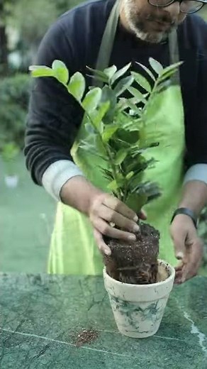 3 Good Practices for watering your plants