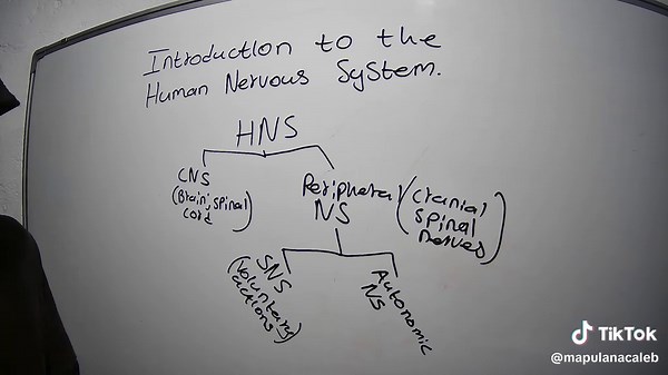 Introduction to Human Nervous System for Grade 12