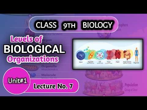 Levels of biological organizations | Levels of Organization in Biology