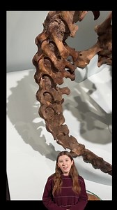 2.3K views · 59 reactions | Twelve thousand years ago, the ground sloth currently on display in “The Human Footprint” gallery had the misfortune to fall into a pit, which filled over time with bat dung. What was a lousy day for the sloth turned out well for us, as the circumstances of its demise created an ideal environment for preservation. Learn more in our installment of “Giants, Past and Present.” | Yale Peabody Museum | Facebook