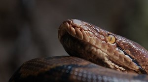Large Reticulated Python Curled Ring Lies Stock Footage Video (100% Royalty-free) 1085657858 | Shutterstock