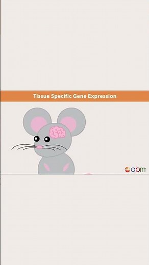 Cre-Lox Recombination