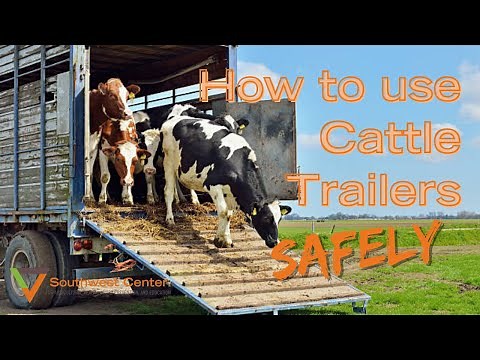 How To Load Cattle | Loading a Cattle Trailer