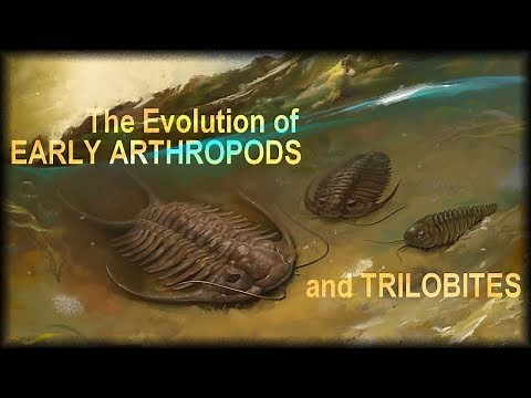 Evolution of early Arthropods