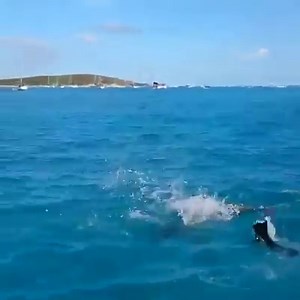 84K views · 2.1K reactions | Dog playing with a dolphin  | Luxury Lifestyle | Facebook