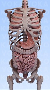 686K views · 8.4K reactions | Have you ever wondered about the...