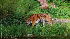 The Siberian tiger, Panthera tigris altaica is the biggest cat in the world