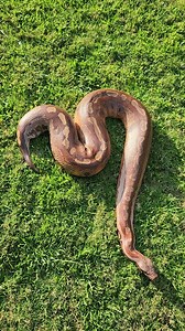 My largest Malaysians Short-tailed Python (Python brongersmai) This girl is an absolute sweetheart, but you have to watch her feeding response. She once got me on the thumb and it felt like she was going to pull all the meat of the bone. Never once have I seen her go for something like that and I was just changing the waterbowl. Always a good wake up call when they get you. Luckily not something venomous. It is always best practice to let a snake know it is you so as to avoid a feeding response.