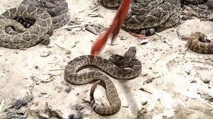 Rattlesnake Roundup: a Texas tradition runs into criticism