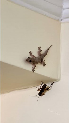 Amazing Lizard Sound 🦎 Effect | Gecko Stares Down a Cockroach... Wait for It! #lizard