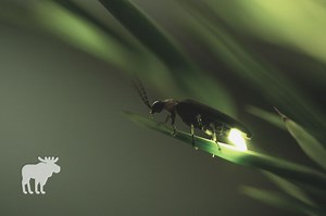 Firefly: Key Facts — Forest Wildlife