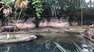 Even our hippos are practicing physical distancing. #DisneyAnimals #DisneysAnimalKingdom #DisneyCastLife ✨🦛 https://bit.ly/2AcZRFG | Disney's Animals, Science and Environment