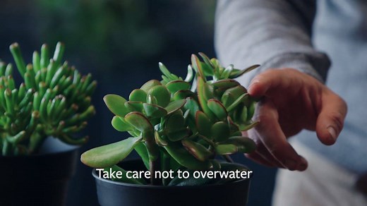 Crassula ovata, aka the money tree or jade plant, is a fantastic easy-to-grow (and to propagate) succulent that will produce greenery throughout the year. Find out more on how to look after it with RHS Ambassador Jamie Butterworth. ⁣ ⁣⁣ Learn more about how to care for your Crassula plant via the RHS plant information page here: ⁣ https://www.rhs.org.uk/plants/4739/Crassula-ovata/Details | RHS - Royal Horticultural Society