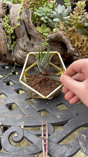 132K views · 1.6K reactions | Let’s make a succulent terrarium with this Haworthia attenuata  | Unique Succulent Designs | Facebook