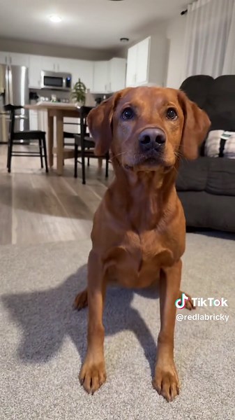 Explore Cute Fox Red Labrador Puppies for Sale