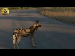 African Wild Dogs on the run hunting for prey in Kruger National Park