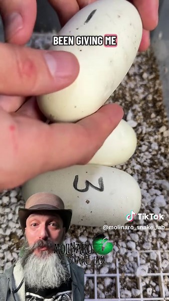 Clutch Update: Odds Are Against Us in Snake Breeding