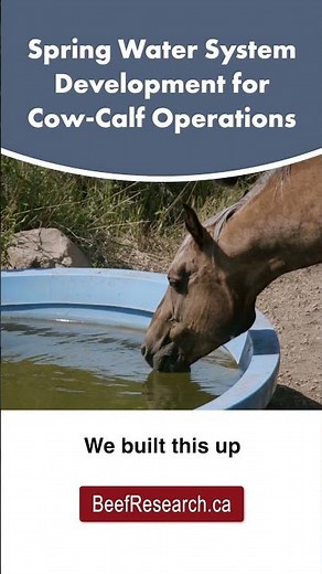 Spring water system development for cow-calf operations