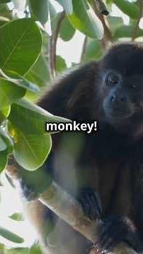 The Howler Monkey Nature's Loudest Land Animal #facts #animalfacts #animals #funfact