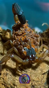 4.4K views · 20 reactions | Fascinating World of Spiders, Centipedes...