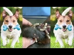 ワーム,犬のワーム - 犬のマンゴーワーム除去