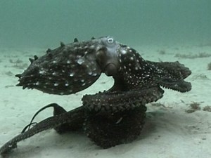 Octopus movement | Octopus and squid | Te Ara Encyclopedia of New Zealand