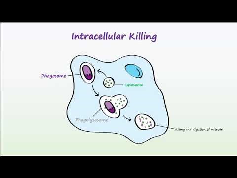 Phagocytosis