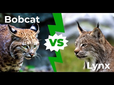 Bobcat vs lynx: 4 Key Differences Explained