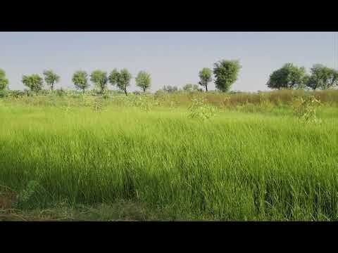 Eucalyptus Plantation Process #eucalyptus